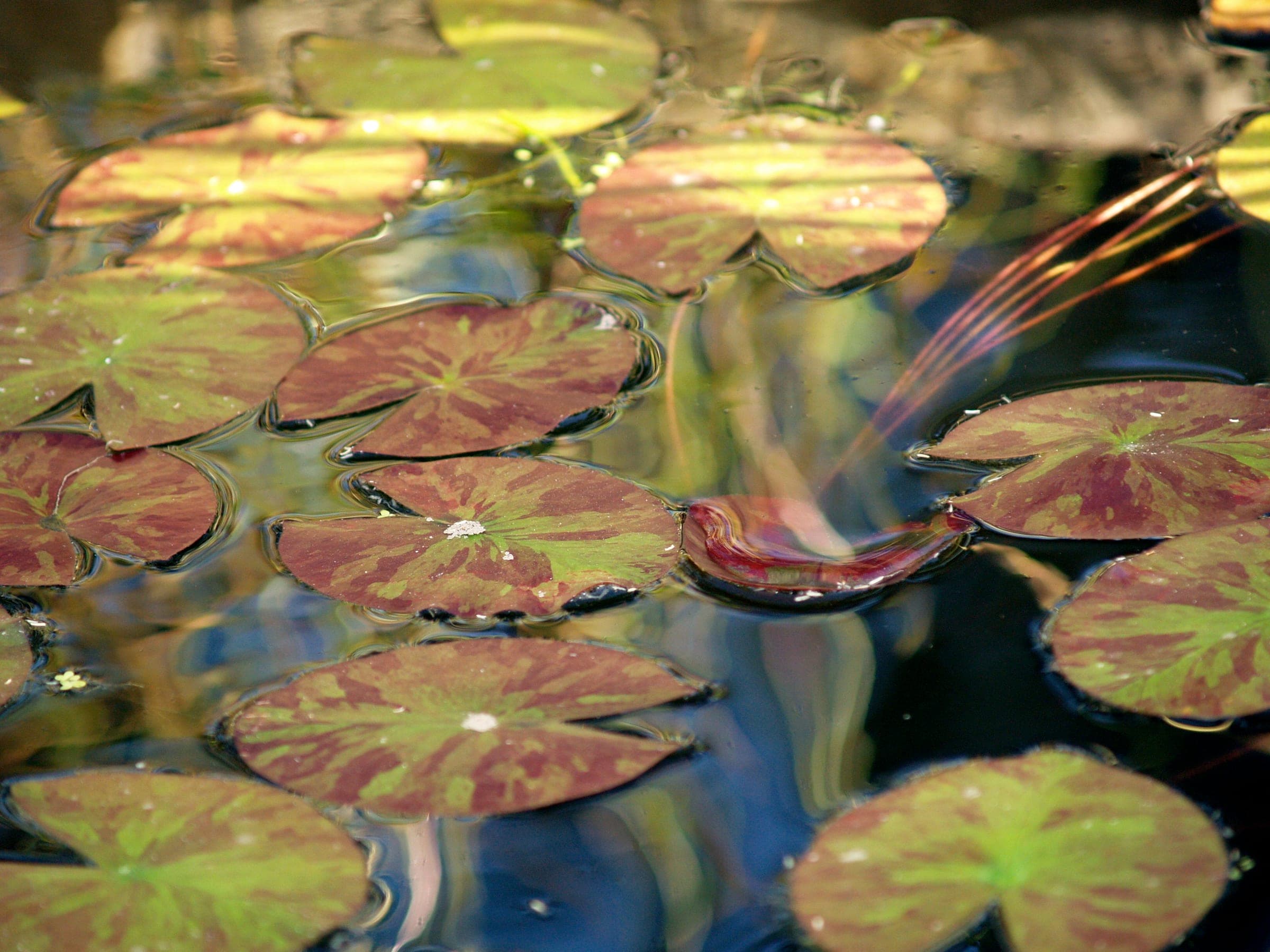 Lily pads on a dark pond, with reflected branches running across the water.