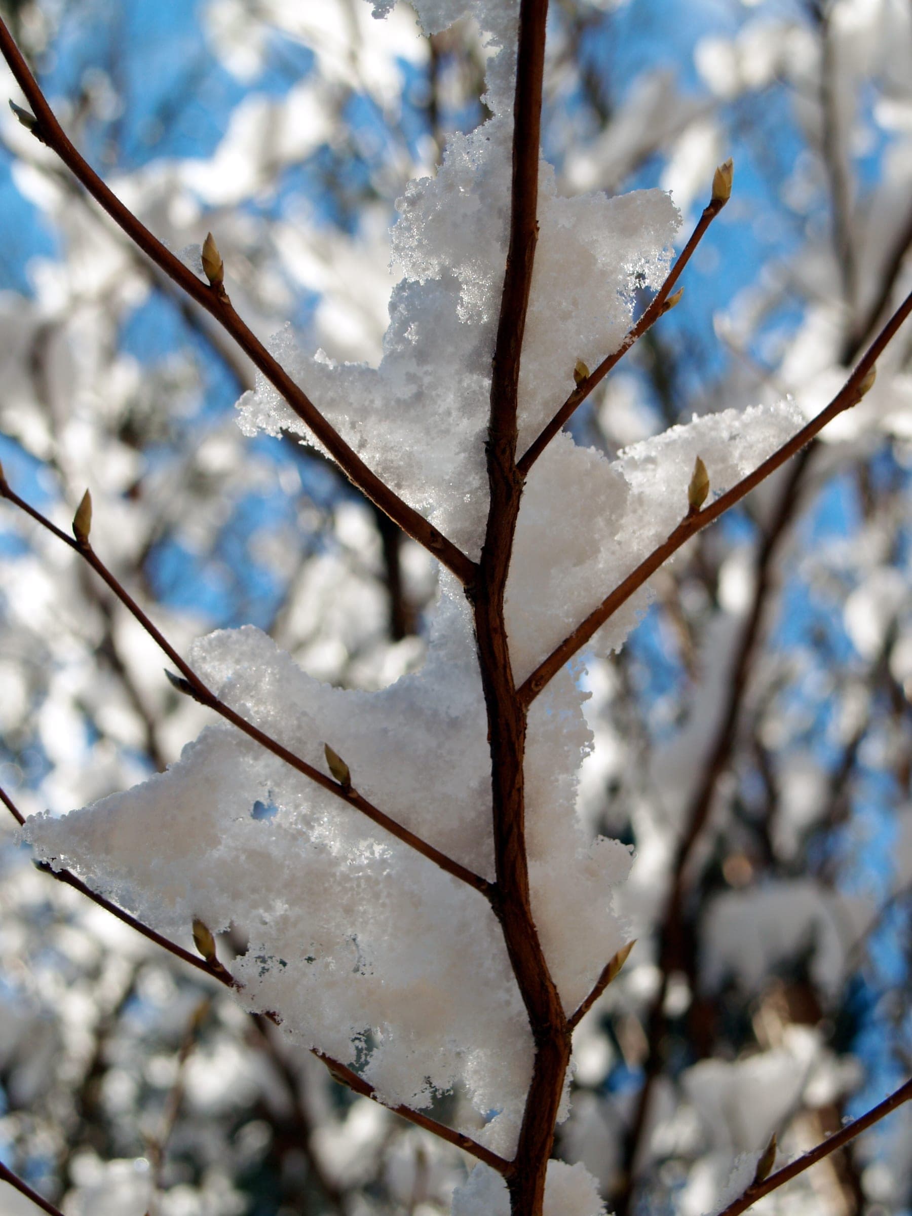 Snow caught on bare twigs against a blue sky.