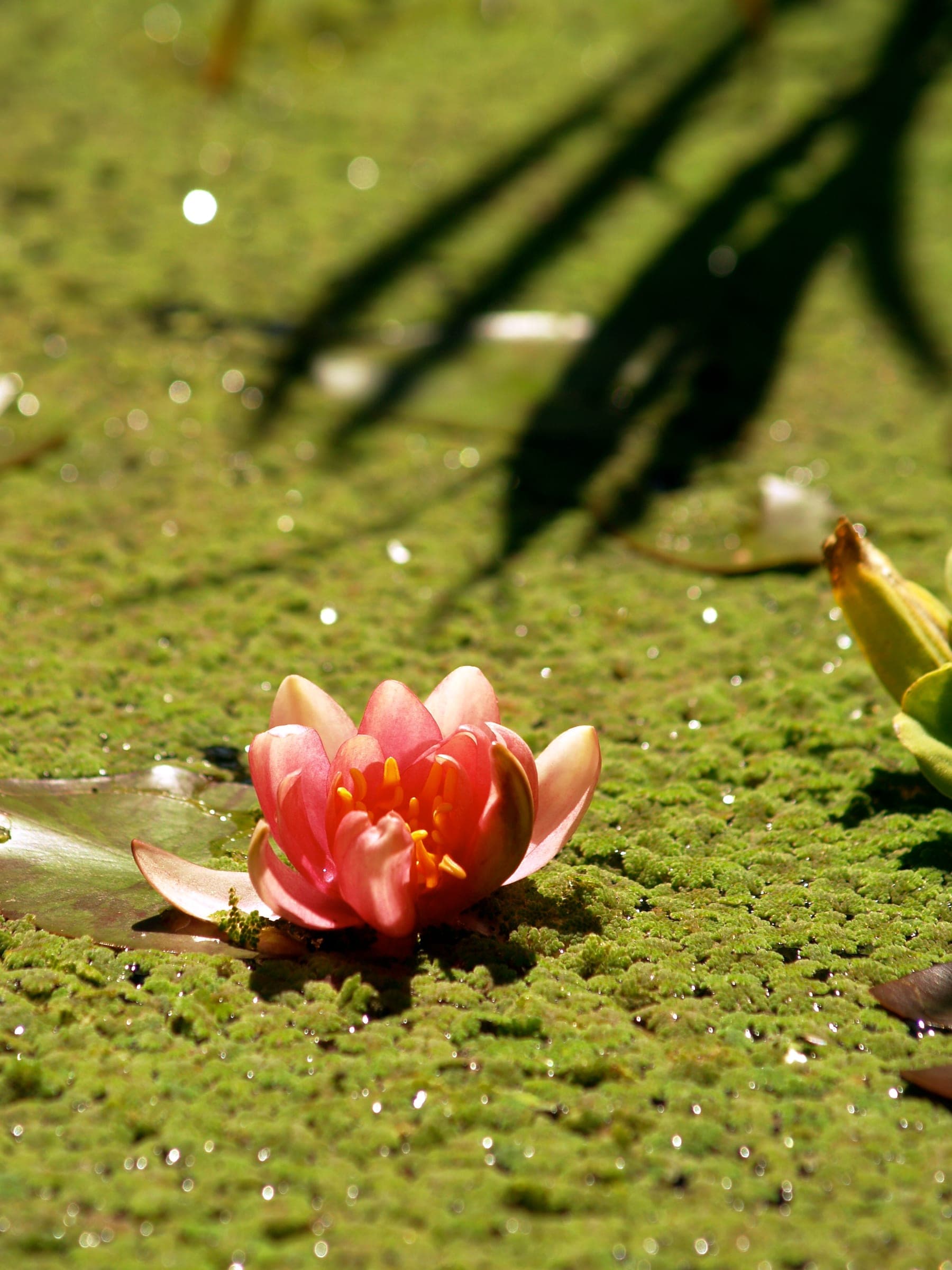 A pink water lily on a bright green carpet of duckweed, under the shadow of leaves.