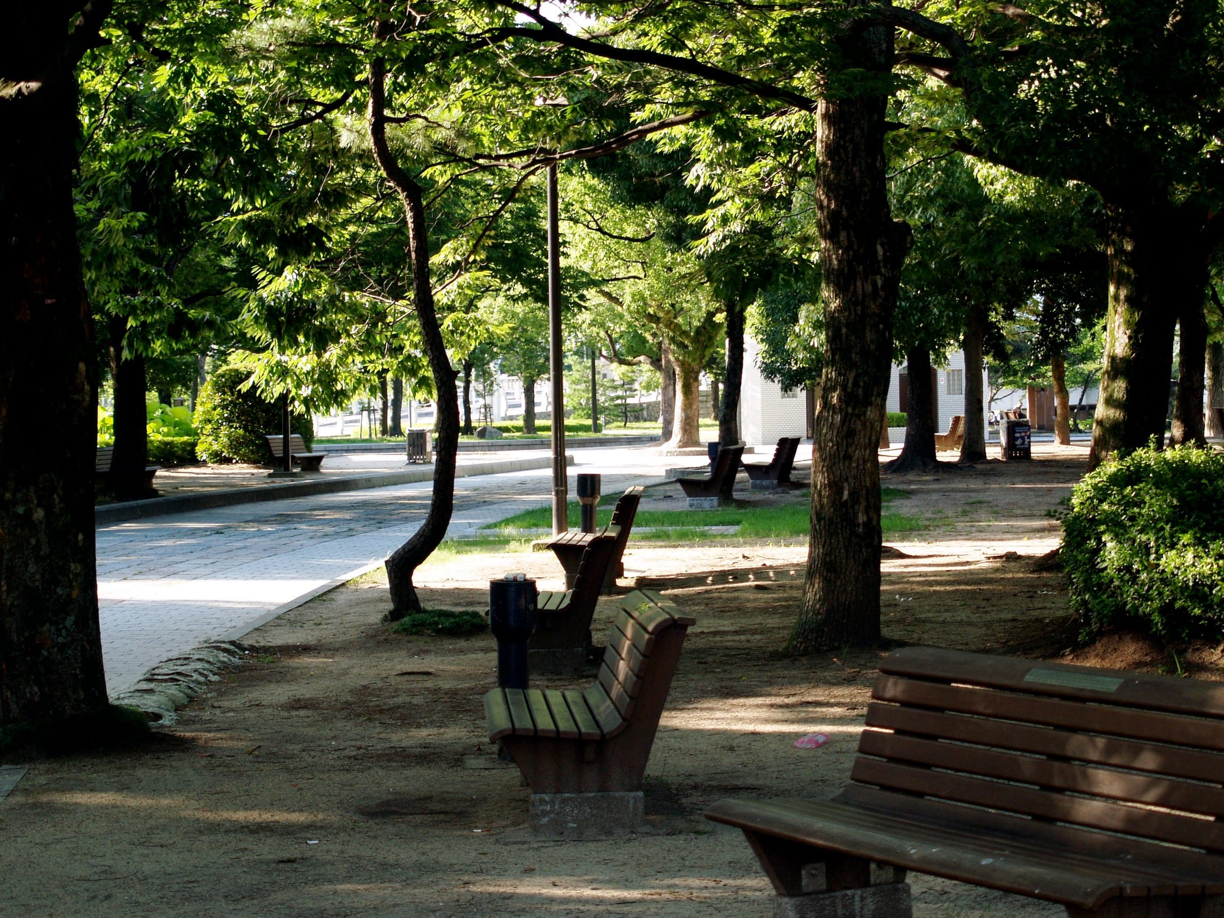 A tree-lined path with wooden benches in dappled shade.
